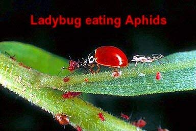 Live Lady Bugs